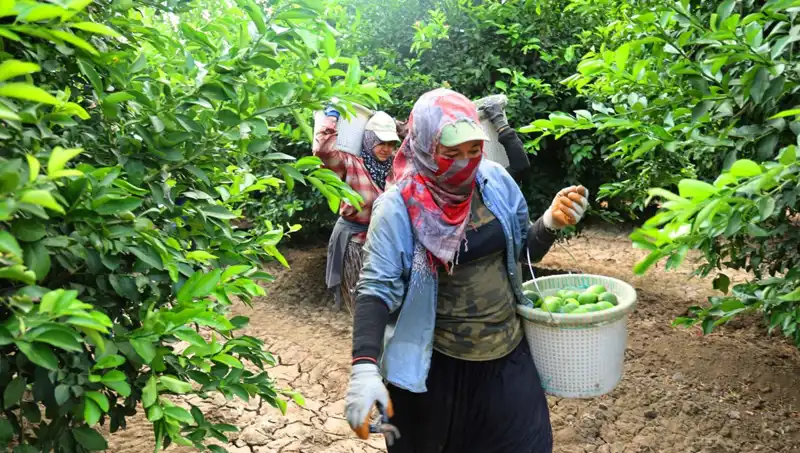 Markette Alışveriş Fiyatları Yükseliyor: Yeni Hasat Ürünleri Ne Zaman Raflarda?