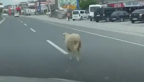 Yalova'da Kaçan Kurbanlık Hayvanlar Trafiği Kilitledi: Olayın Ayrıntıları