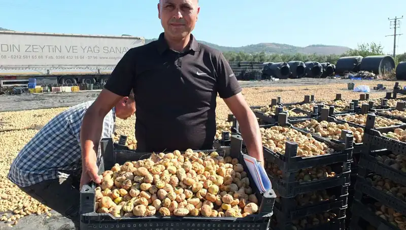 Balıkesir’de Hasat Başladı: Çin ve Rusya’ya İhraç Olan Ürünler Nelerdir?