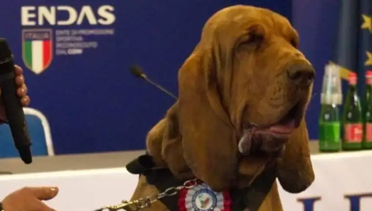 Arama Köpeğine Yapılan Suikast, Güvenliği Tehlikeye Attı