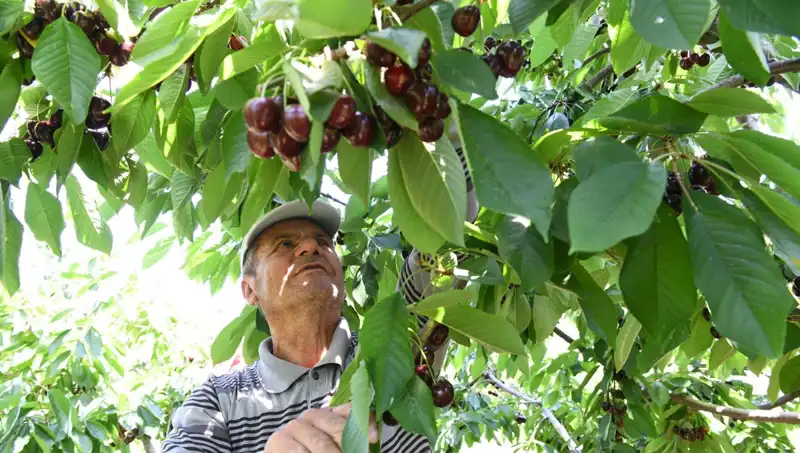 Lapseki Devi: Çay Bardağını Aşan Kilo Rekortmeni Ortaya Çıktı