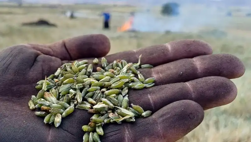 Firik Sezonu Başladı: Eşsiz Lezzetiyle Geleneksel Tarifler Yeniden Canlanıyor