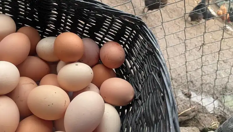 Dünyanın En Ucuz Protein Kaynağı: Okul Döneminde Bütçeleri Aşan Çözüm!