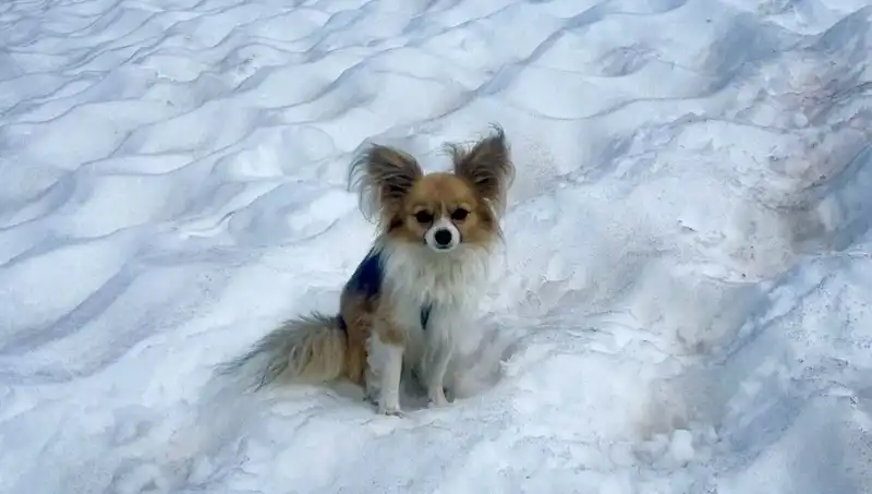 Buzul Yarığına Düşen Adamı Sadık Köpeği Nasıl Kurtardı?