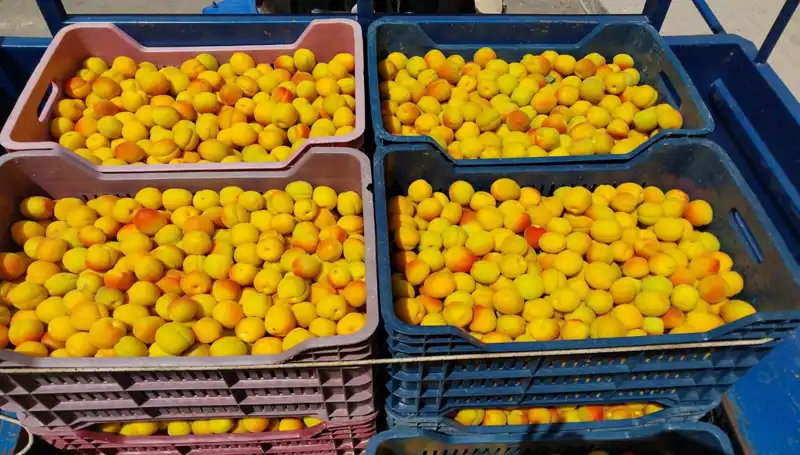Türkiye'de İlk Hasat: 500 TL'ye Alıcı Buldu, Yeni Umutlar Doğuyor!
