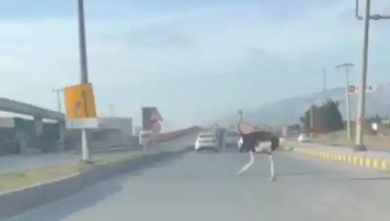 Hatay'da Trafikte Deve Kuşu Görenler Gözlerine İnanamadı