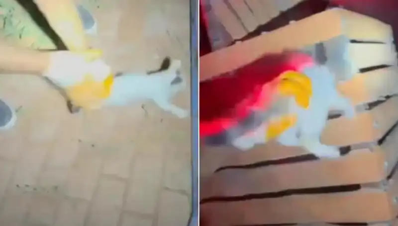 Gece Yarısı İtfaiyeden Kurtarma Operasyonu: Kedinin Macerası