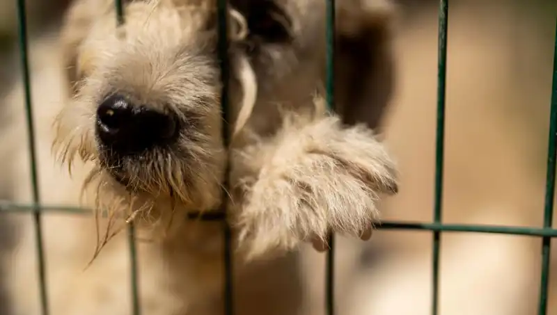 İş Stresi: Köpeklerimiz Üzerindeki Etkileri ve Çözümleri