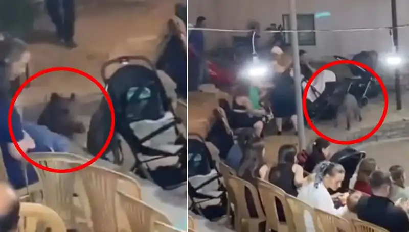 Düğün Töreninde Yaban Domuzu Krizi: Panik ve Kaos Anları