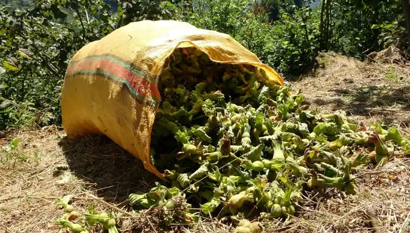 Giresun'da Fındık Hasadı Başladı: Bu Yıl Rekolte Beklentileri Neler?