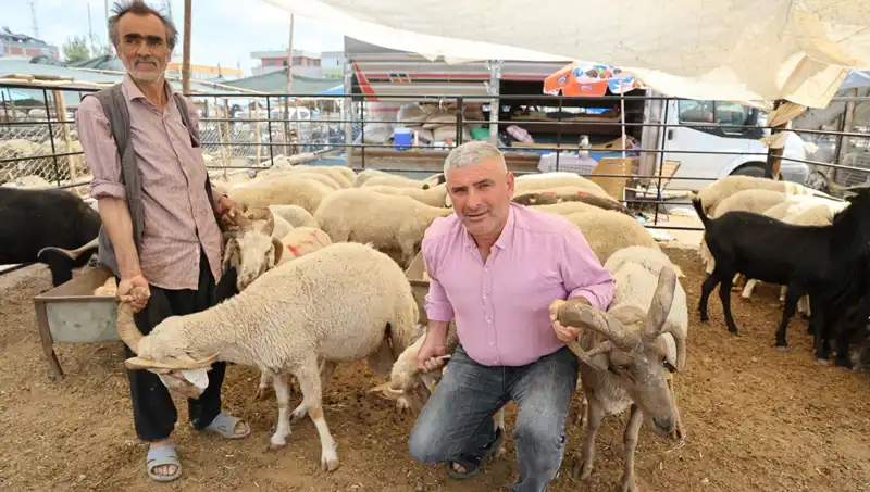 Kurban Pazarında Göz Dolduran Farklılık: 4 Boynuzlu Koçlar