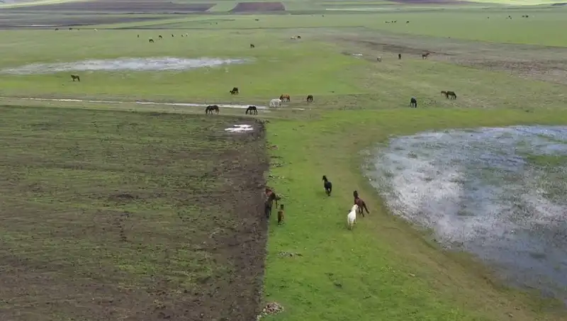 Kars'ın Büyüleyici Doğasında Yılkı Atlarının Görsel Şöleni