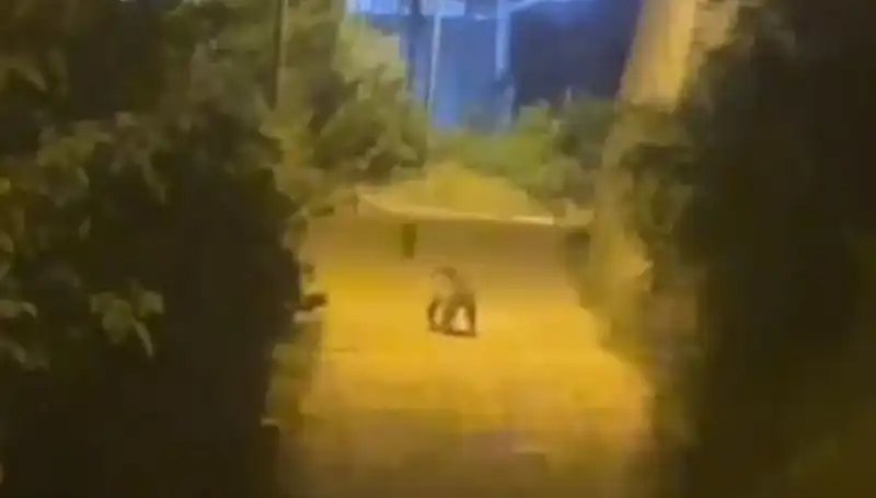 Gümüşhane Şehir Merkezi Ayı Tarafından Ziyaret Edildi: Görenler Şaşkına Döndü
