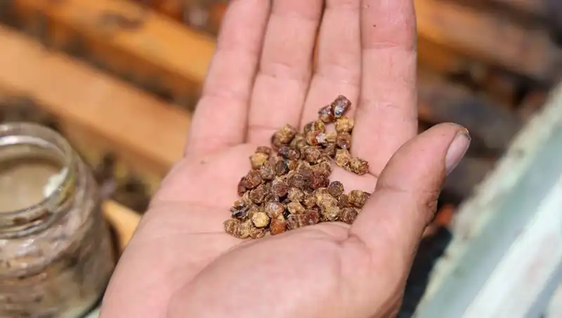 Eskiden Çöpe Giden Besin, Şimdi 3 Bin TL’den Satılıyor: Protein Kaynağına Dönüşüm