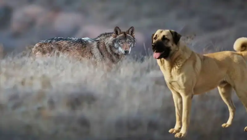 Kangal Köpeği: Kurt Popülasyonundaki Artışın Tarihi Etkileri ve Yeni Talepleri
