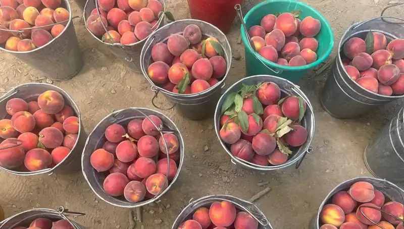Hasat Dönemi Başladı: Çiftçiler 100 Lira ile Fiyattan Memnun